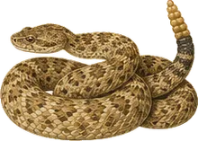 Sidewinder