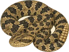 Timber Rattlesnake