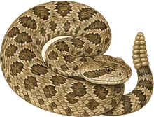 Mojave Rattlesnake