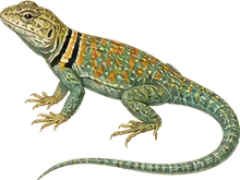 Collared Lizard