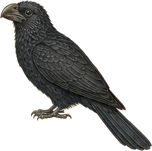 Smooth-billed Ani
