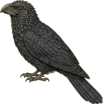 Groove-billed Ani