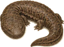 Hellbender