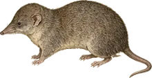 Big Mexican Small-eared Shrew