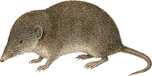 Mexican Small-eared Shrew
