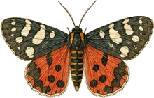 Virginia Ctenucha Moth