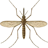 Common House Mosquito