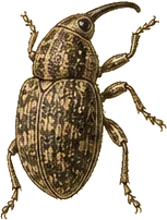 Acorn Weevil