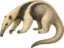 Silky Anteater