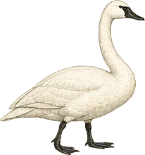 Tundra Swan