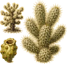 Teddy Bear Cholla