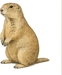 Gunnison's Prairie Dog