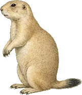 White-tailed Prairie Dog