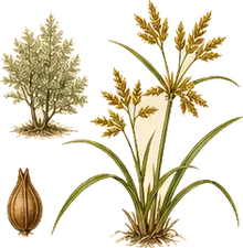 Yellow Nutsedge