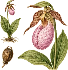 Pink Lady's Slipper