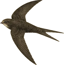 Black Swift
