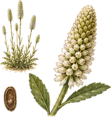 White Prairie Clover