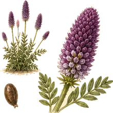 Purple Prairie Clover