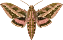 Azalea Sphinx