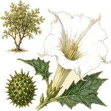 Sacred Datura
