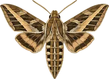 Lettered Sphinx