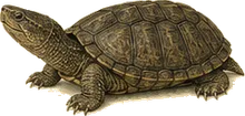 Chicken Turtle