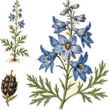 Nuttall's Larkspur