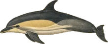 Short-beaked Common Dolphin
