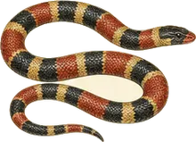 Scarlet Snake