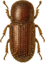 Mountain Pine Beetle