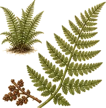 Hay-scented Fern