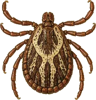 American Dog Tick