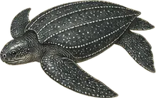 Leatherback Sea Turtle