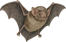 Common Vampire Bat