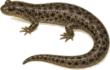 Dusky Salamander