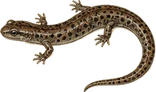 Seal Salamander