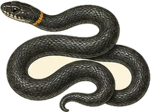 Ring-necked Snake
