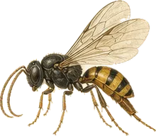 Fall Armyworm Parasitoid