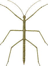 Common Walkingstick