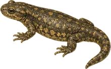 Coastal Giant Salamander