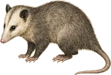 White-eared Opossum
