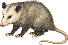 Common Opossum
