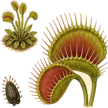 Venus Flytrap