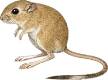 California Kangaroo Rat