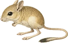 Desert Kangaroo Rat