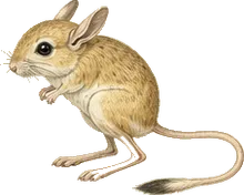 Ord's Kangaroo Rat
