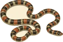 Banded Centipede Snake