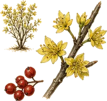 Eastern Leatherwood