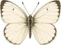 Mimic White