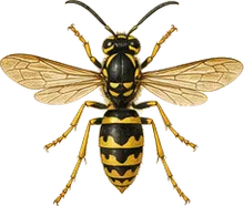 Aerial Yellowjacket